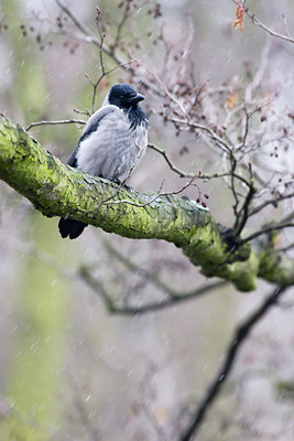BUITEN BEELD Foto: 61684