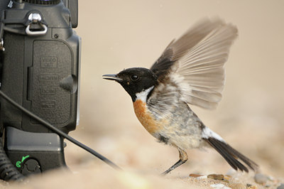 BUITEN BEELD Foto: 61694