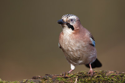 BUITEN BEELD Foto: 61695