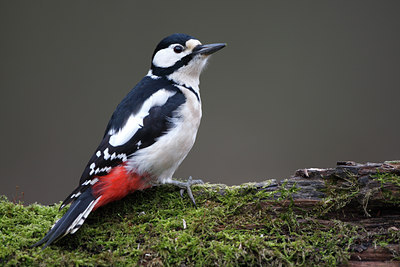 BUITEN BEELD Foto: 61698