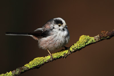 BUITEN BEELD Foto: 61700