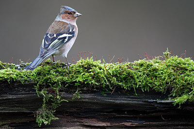BUITEN BEELD Foto: 61701