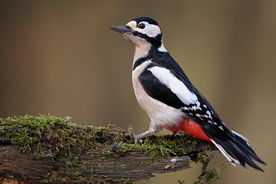 BUITEN BEELD Foto: 61702