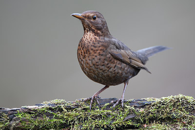 BUITEN BEELD Foto: 61704
