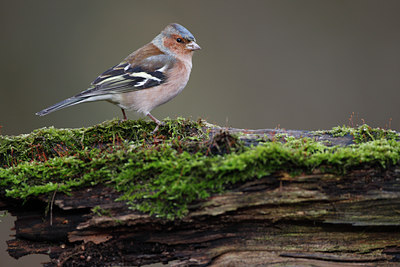 BUITEN BEELD Foto: 61708