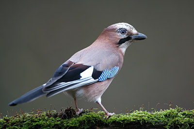 BUITEN BEELD Foto: 61711
