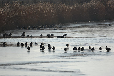 BUITEN BEELD Foto: 61712