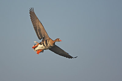 BUITEN BEELD Foto: 61716