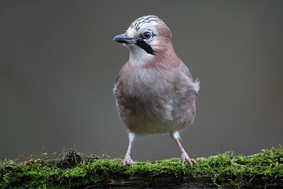 BUITEN BEELD Foto: 61717