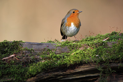 BUITEN BEELD Foto: 61728