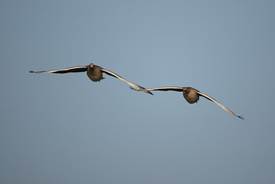 BUITEN BEELD Foto: 61729