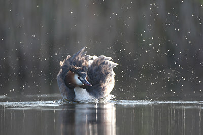 BUITEN BEELD Foto: 61734