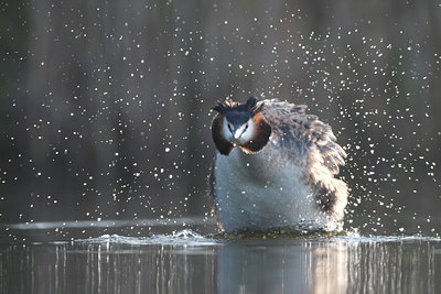 BUITEN BEELD Foto: 61736