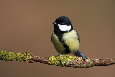 BUITEN BEELD Foto: 61748