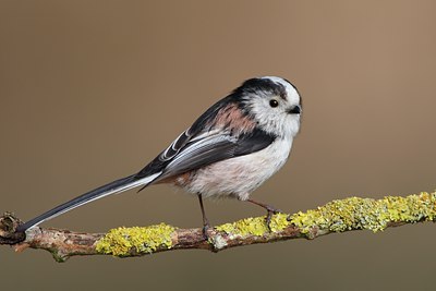 BUITEN BEELD Foto: 61751