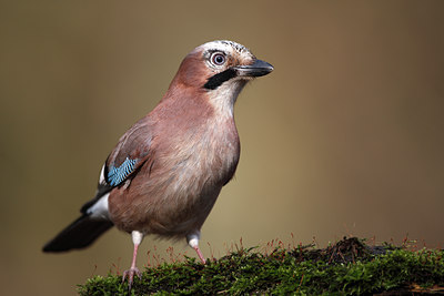 BUITEN BEELD Foto: 61753
