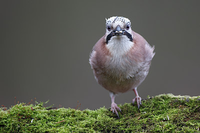 BUITEN BEELD Foto: 61760