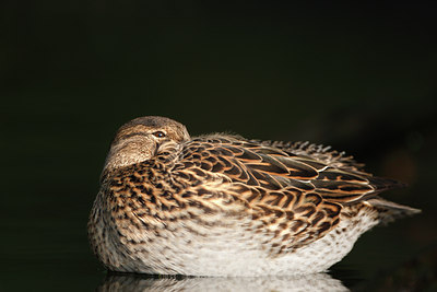 BUITEN BEELD Foto: 61762