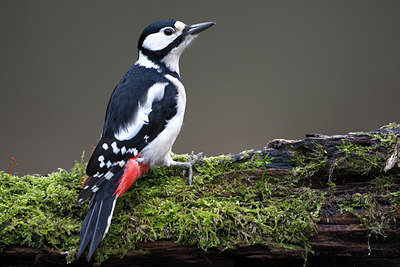 BUITEN BEELD Foto: 61764