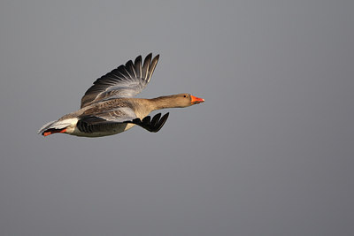 BUITEN BEELD Foto: 61797
