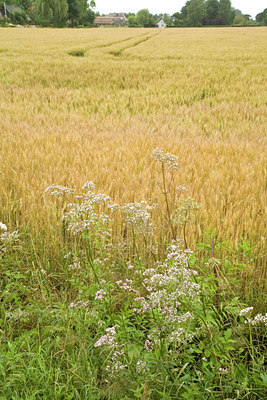 BUITEN BEELD Foto: 61800