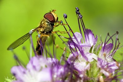 BUITEN BEELD Foto: 61813