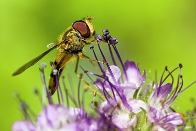 BUITEN BEELD Foto: 61814