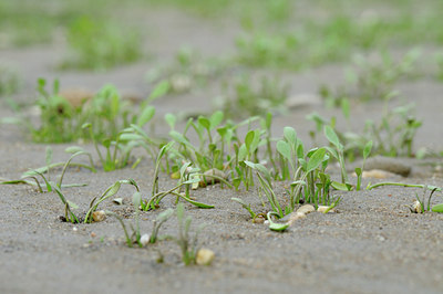 BUITEN BEELD Foto: 61831