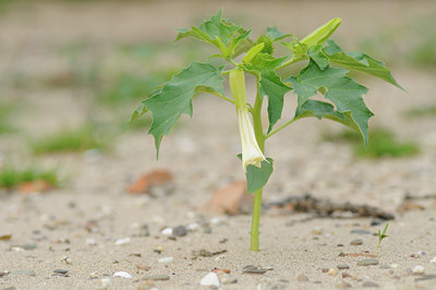 BUITEN BEELD Foto: 61835