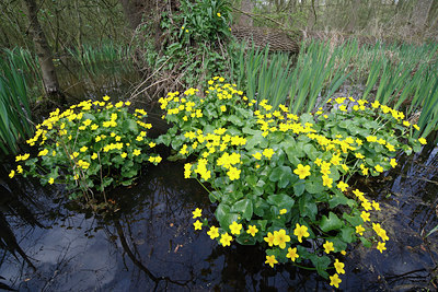 BUITEN BEELD Foto: 61843