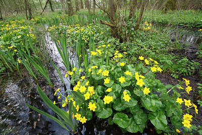 BUITEN BEELD Foto: 61850