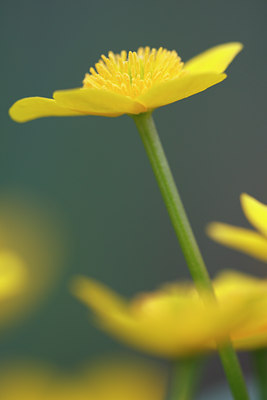 BUITEN BEELD Foto: 61862
