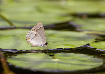BUITEN BEELD Foto: 61886