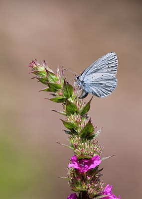 BUITEN BEELD Foto: 61889