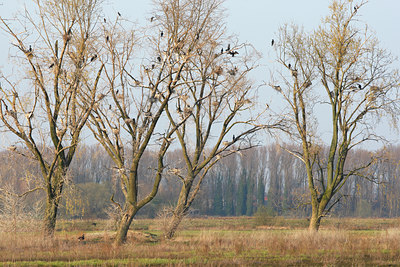 BUITEN BEELD Foto: 61925