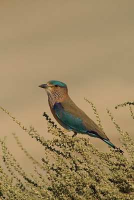 BUITEN BEELD Foto: 61983