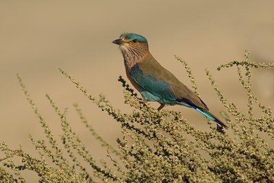 BUITEN BEELD Foto: 61984