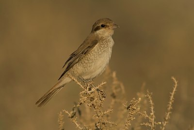 BUITEN BEELD Foto: 62025