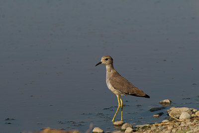 BUITEN BEELD Foto: 62034