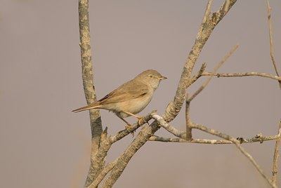 BUITEN BEELD Foto: 62037