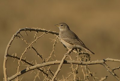 BUITEN BEELD Foto: 62039