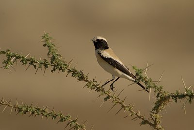 BUITEN BEELD Foto: 62042