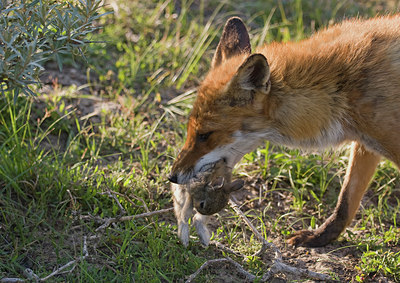 BUITEN BEELD Foto: 62086
