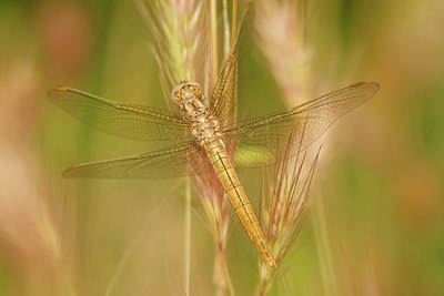 BUITEN BEELD Foto: 62093