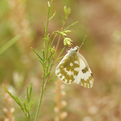 BUITEN BEELD Foto: 62094