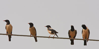 BUITEN BEELD Foto: 62102