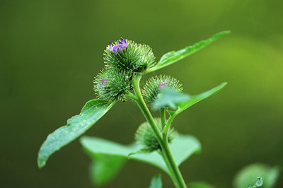 BUITEN BEELD Foto: 62109
