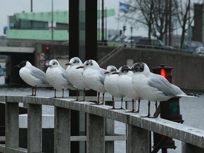 BUITEN BEELD Foto: 62127