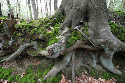 BUITEN BEELD Foto: 62172