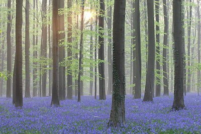 BUITEN BEELD Foto: 62173